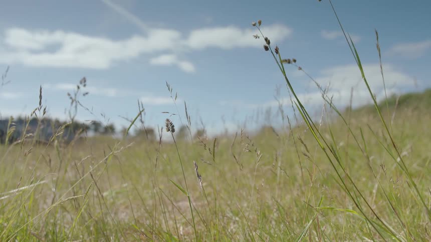 Grasses sway in the breeze on a during the day