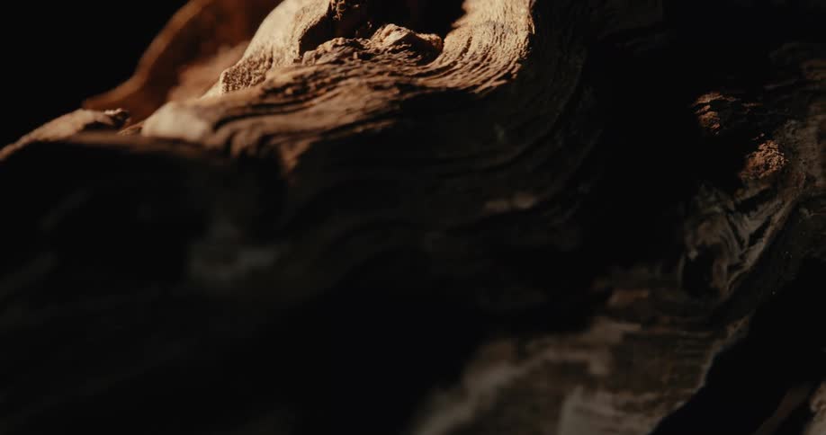 Close up details of a tree trunk
