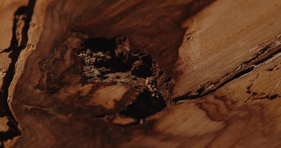 Close up of a lump in a wood