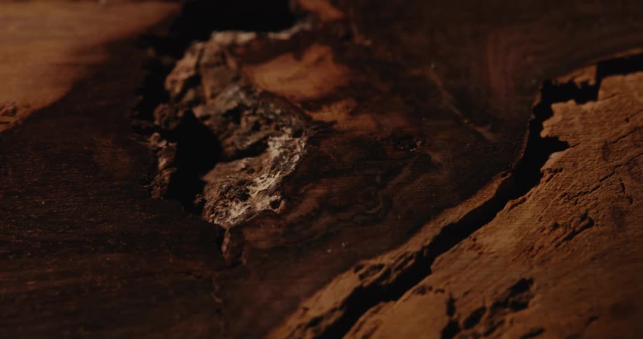 Close up of a wood nodule