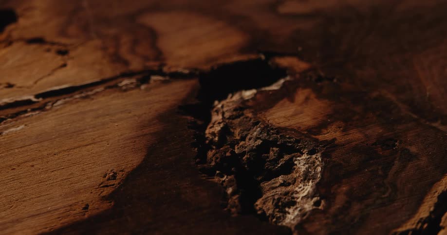 Details of an aged wood nodule