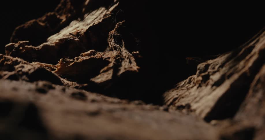 Abstract closeup on a cut tree trunk