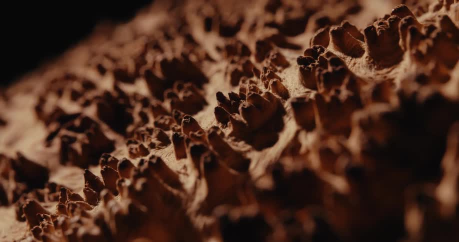 Details of cavities in a wood