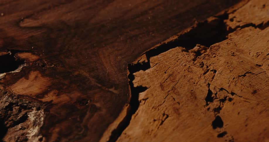 Details and nodules in a log of wood