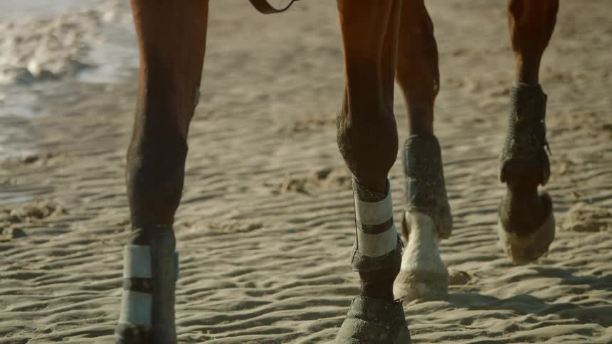 A horse walks in the sand on a beach