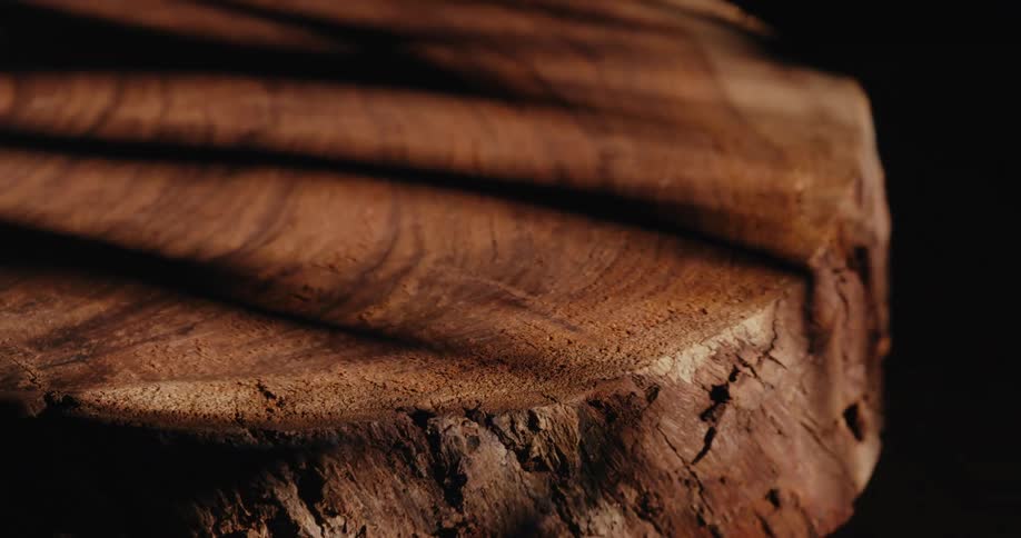 A part of a tree the light showing its rings