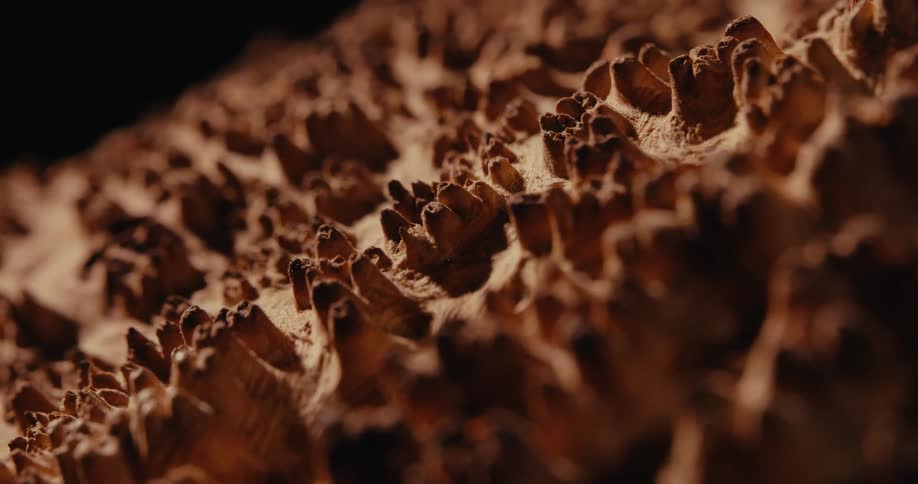 A close up of a brown bumpy surface