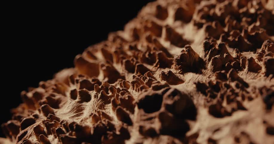 A close up of some lumpy brown stuff