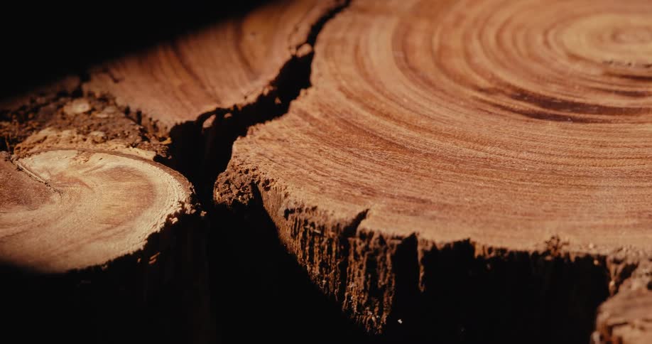 Cut wood nodule against a black background