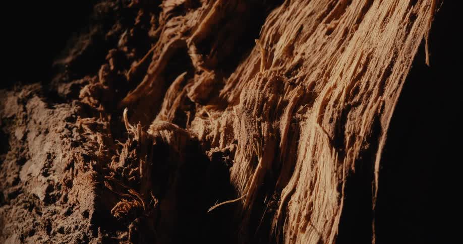 Close up of a cut piece of wood