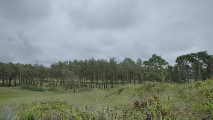 Wind blowing through grass in a pasture on cloudy day