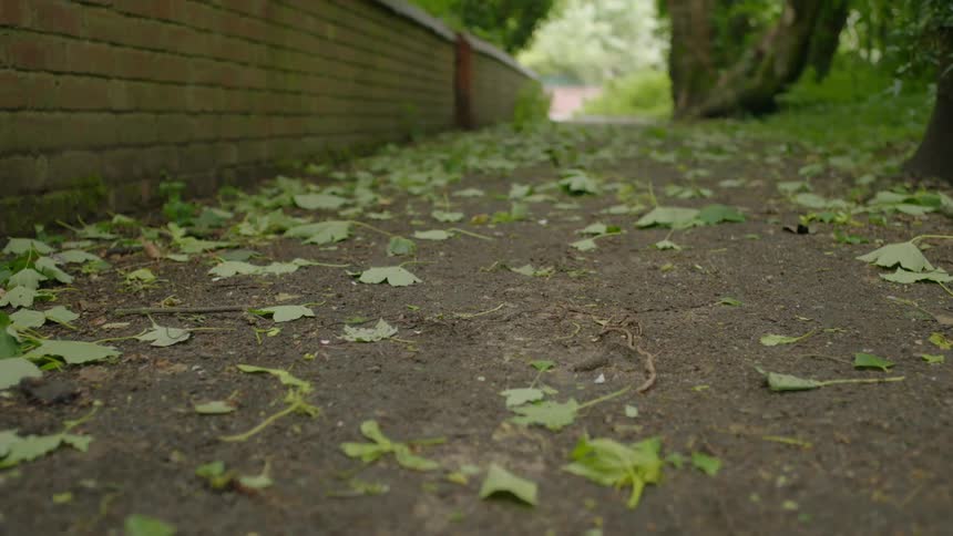 The ground near a brick wall is covered with leaves