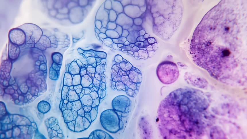 A close up of a blue and purple texture