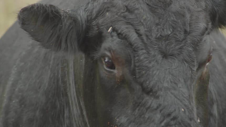 A black cow stands outdoors on the farm at midday