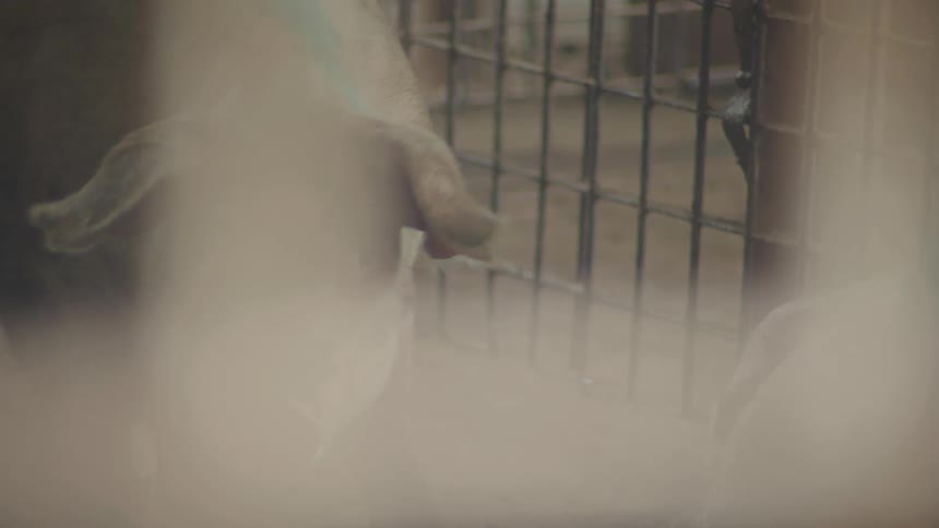 Pigs are walking around a fenced in area at a farm