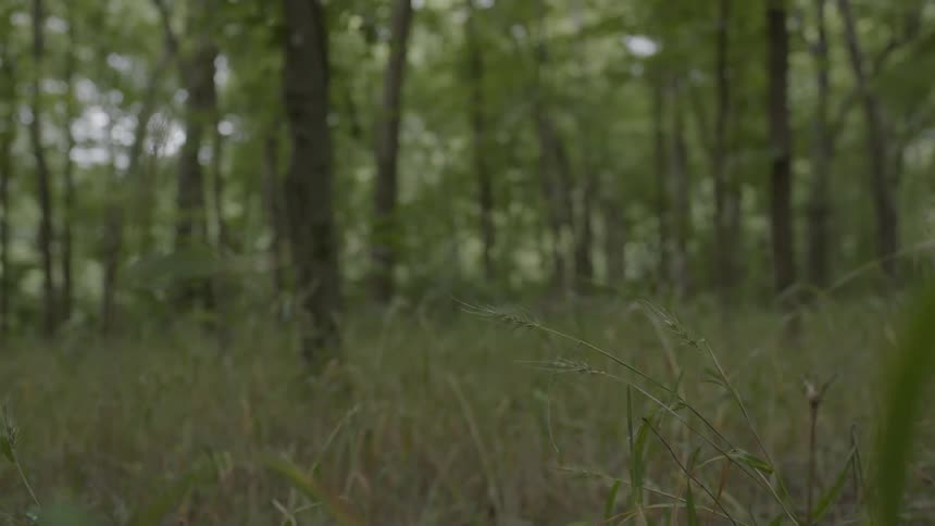 The tall grass leads to a forest