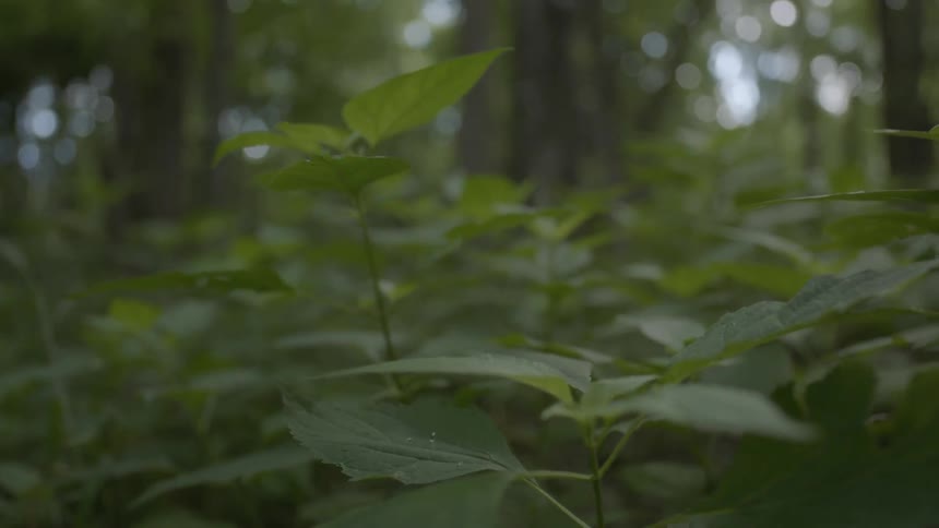 Bush leaves in a forest tremble in the breeze