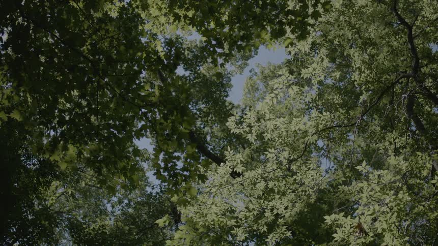 The wind is blowing the branches covering the sky above