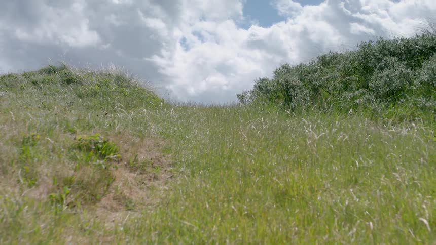 The wind blows through an empty field on a summer day