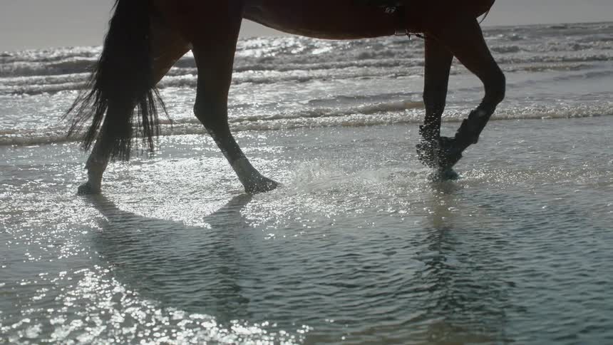 Horse running through the water on the beach