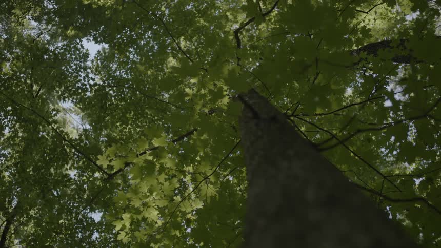 A tall tree is covering the sky above with leaves