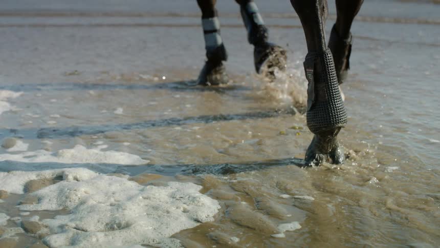 Horse walking through muddy shallow water on the beach