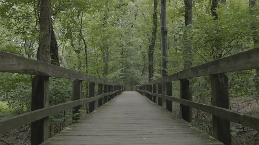 A wooden bridge stretches toward the distance in a forest
