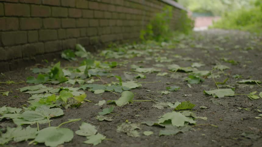 Green leaves on the ground on a path