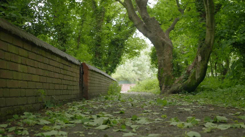 A tall tree is hanging over this brick wall ahead