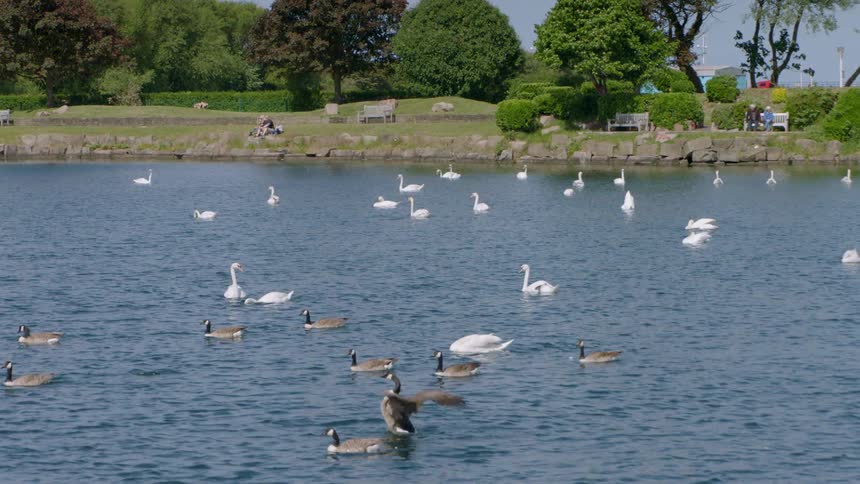 Ducks and swans floating on a pond in a park
