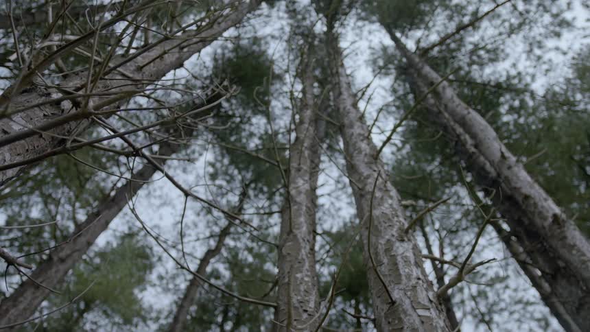 The sky is filled with tall trees