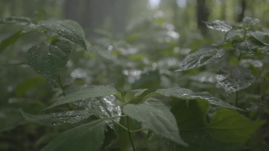 Rain falls on leaves in a forest