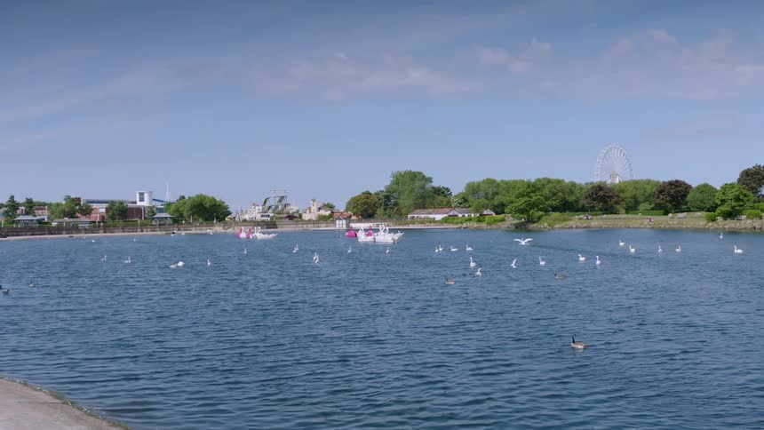 Birds fly around and float in the water