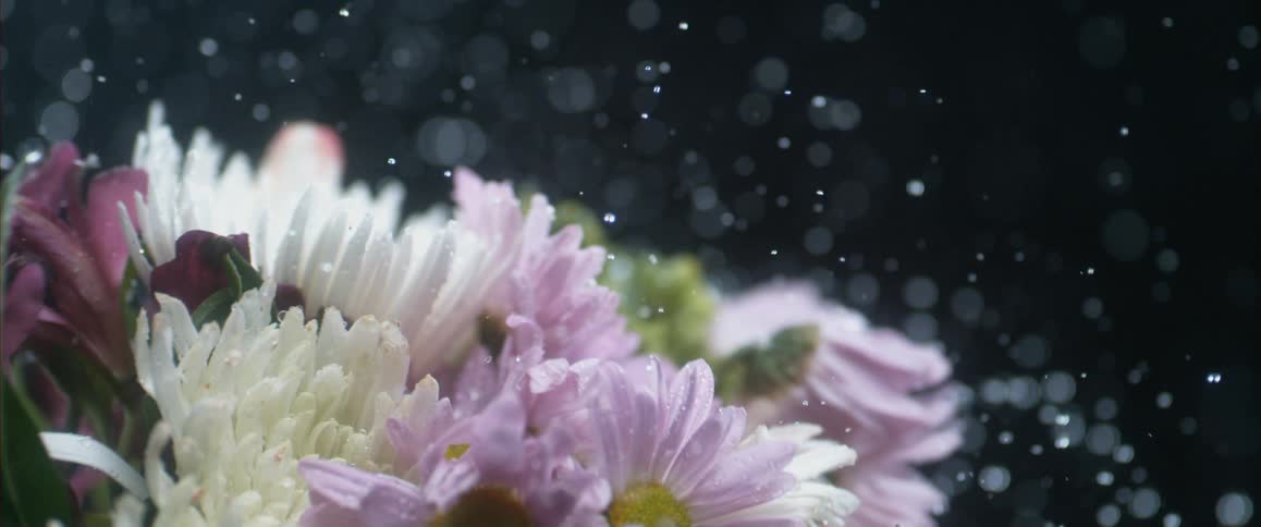 Close up of flowers being shaken with water droplets pouring off