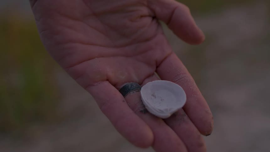 Close up of a persons palm holding a white seashell