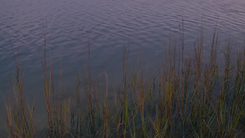 Water laps against the reeds