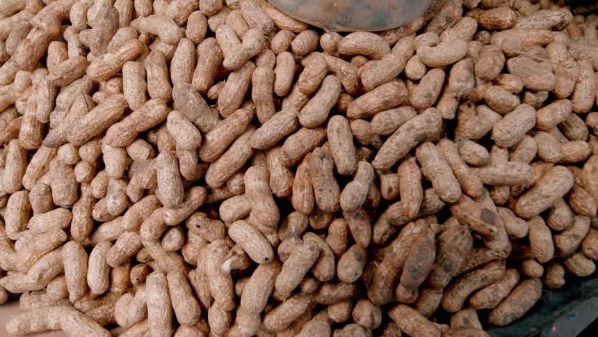 A heaping pile of freshly harvested peanuts in their shells some still flecked with dirt are displayed for sale in a large bin at a market
