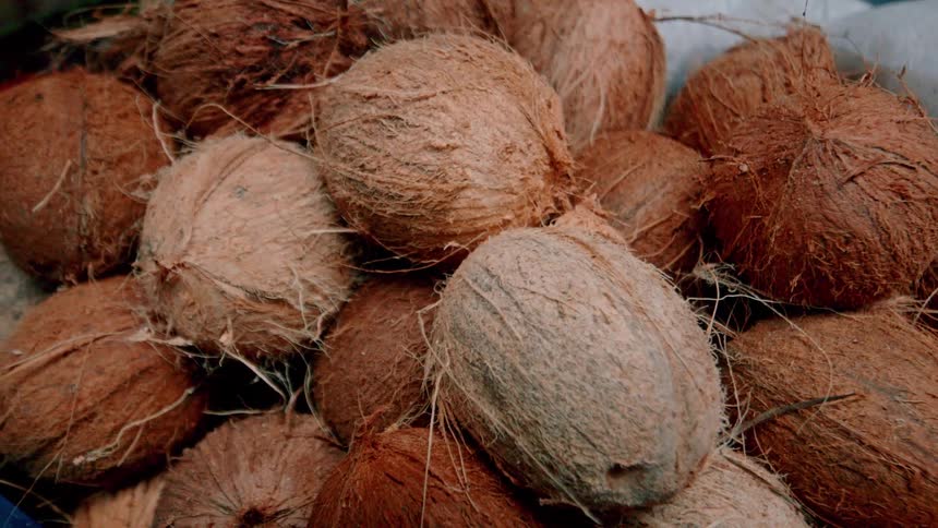 A group of a dozen coconuts are resting near each other
