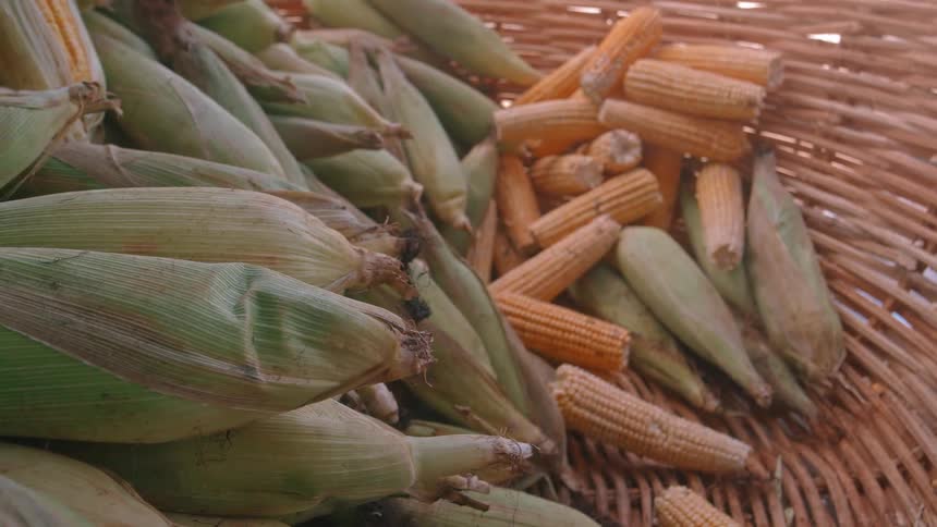 A large woven basket is filled with fresh corn on the cob some still in their green husks and others shucked to reveal yellow kernels