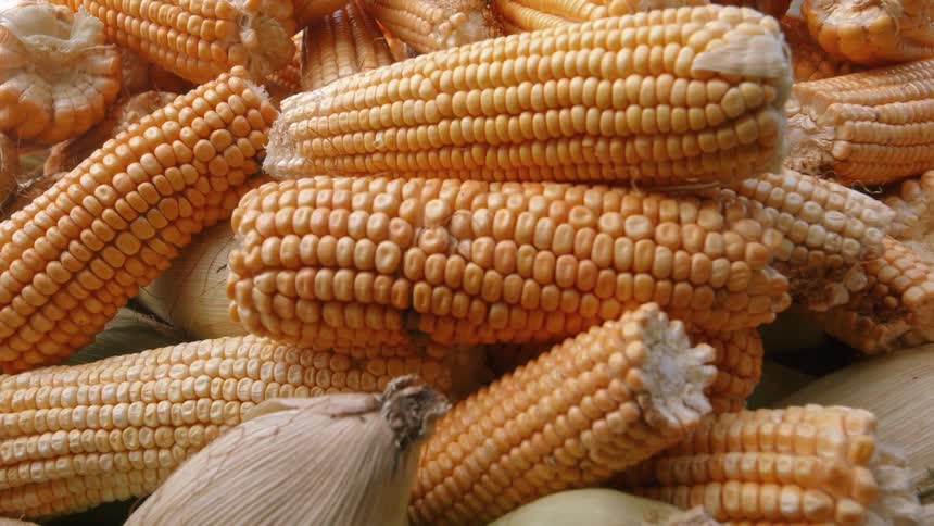 Pile of yellow corn displayed at an outdoor market