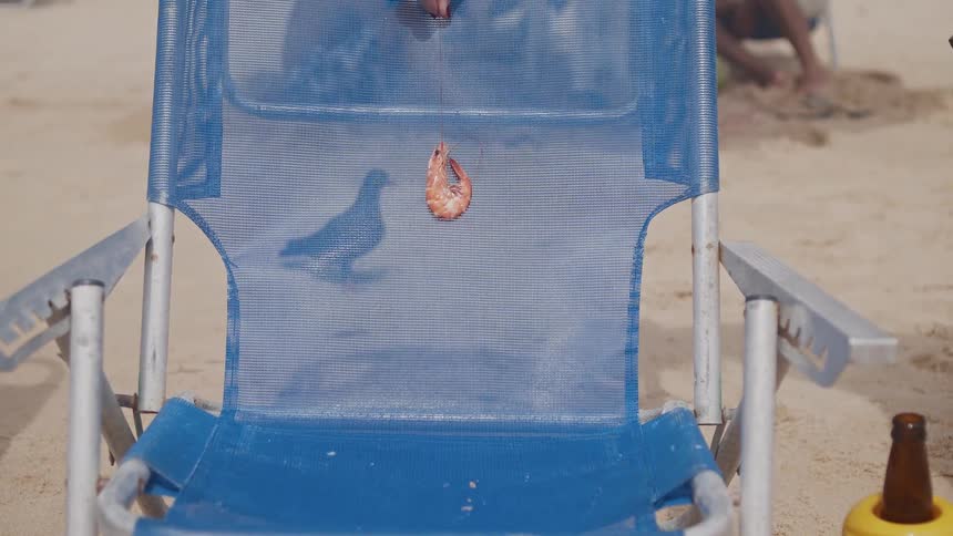 Pigeon walking on the sand behind a blue beach chair with a shrimp hanging from it