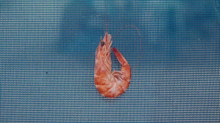 A single shrimp on some mesh