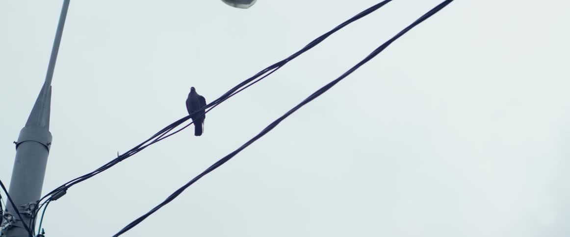 A black bird sits on a telephone wire