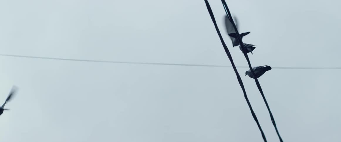 Birds sit on a power line and then fly away