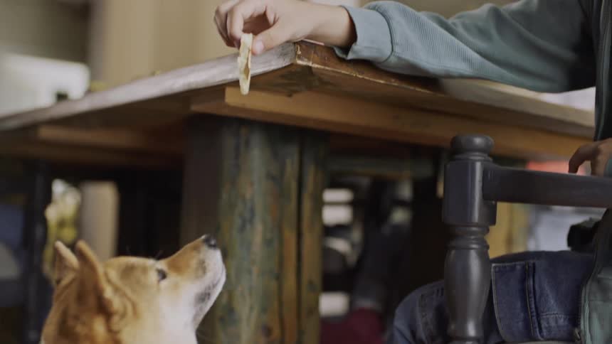 A boy feeds his dog a treat