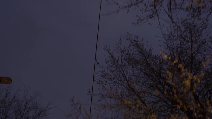 Street light and trees at night