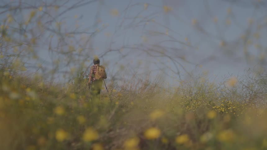 An older man with a backpack and hiking poles walks away from the camera hiking uphill through a field of yellow wildflowers