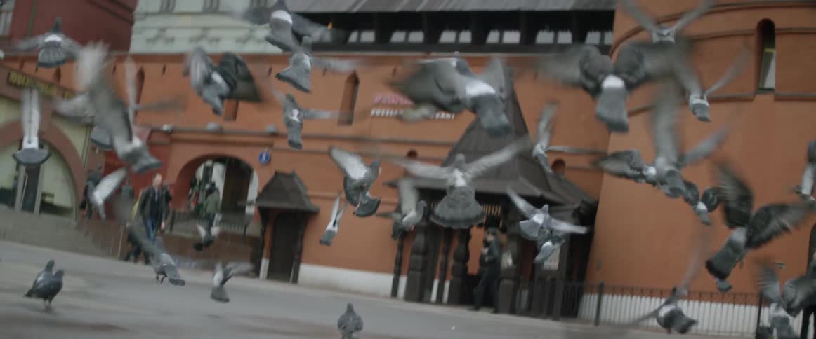 Pigeons are startled and take off into the air