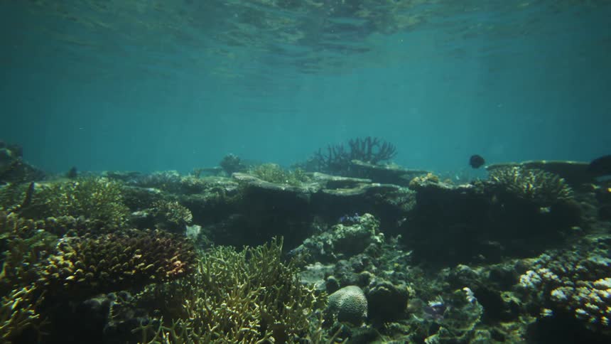 Sunlight filters through clear water onto colorful coral and marine plants in an underwater scene