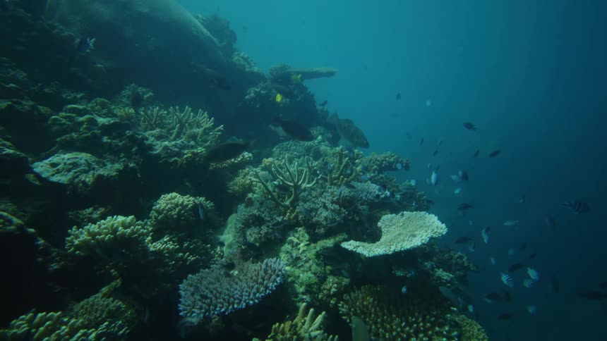 A vibrant coral reef teems with fish and marine life underwater